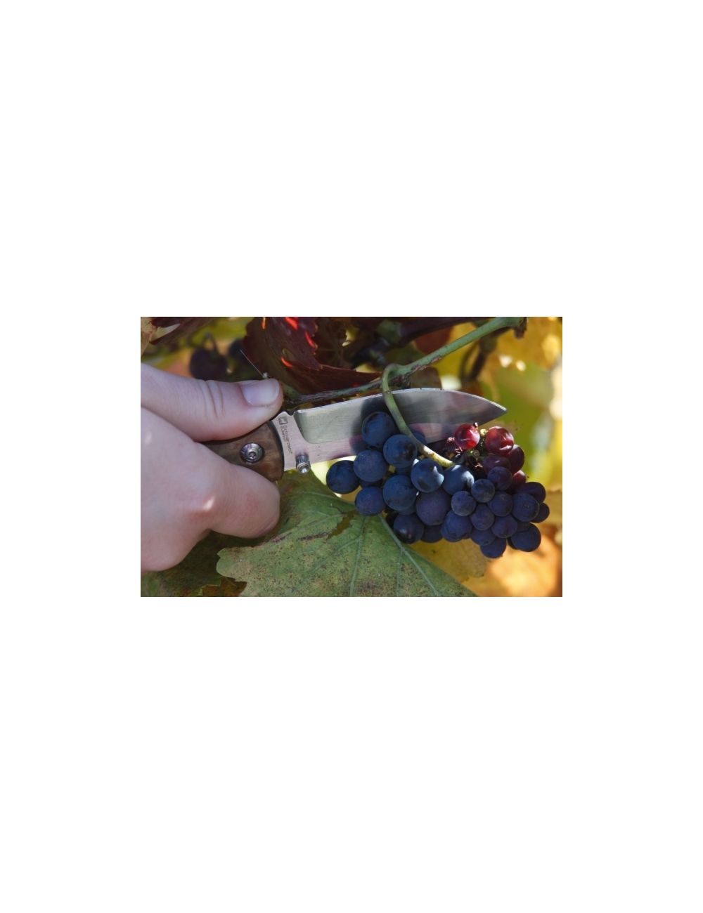 Nóż kieszonkowy JUNGLE Schwarzwolf