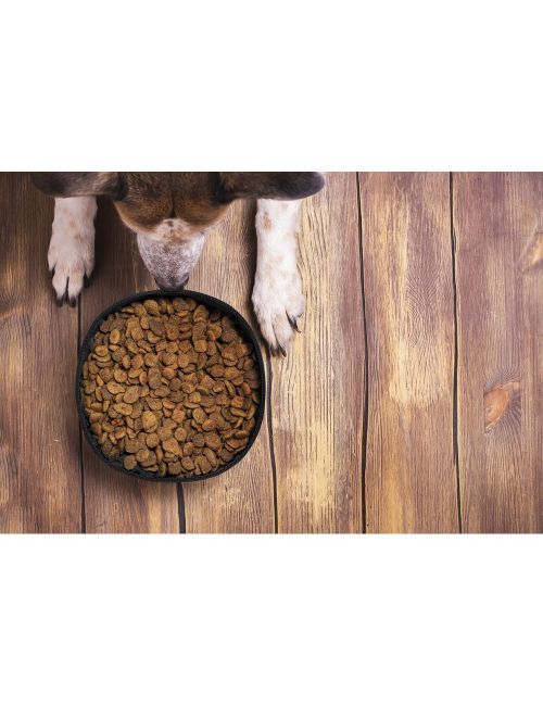 Składana miska dla psa RPET