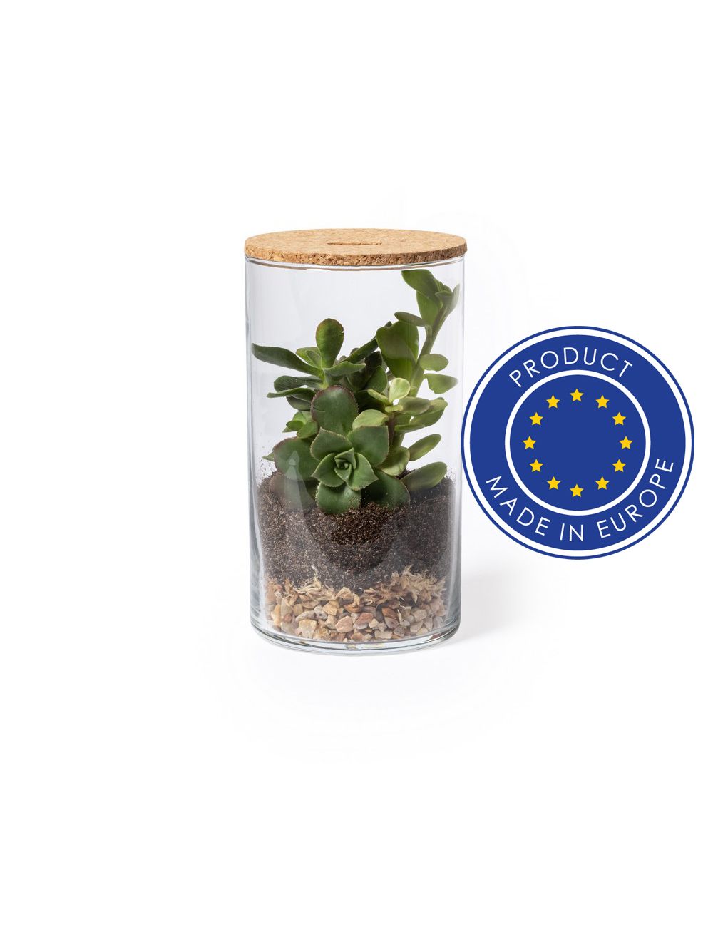 Szklane terrarium, nasiona kaktusa