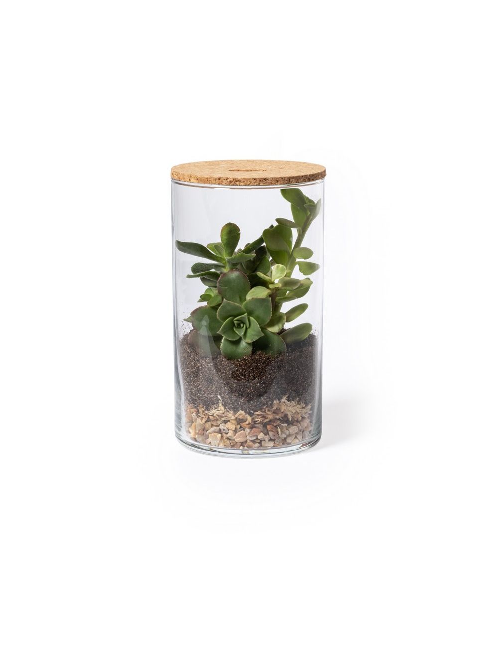 Szklane terrarium, nasiona kaktusa