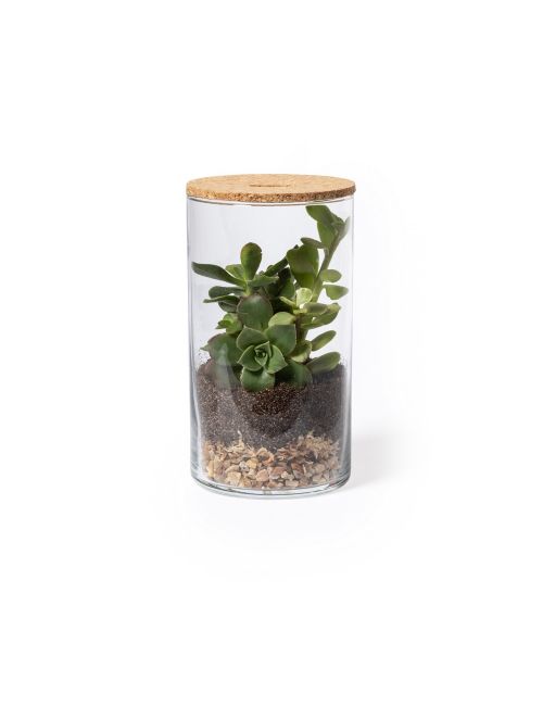 Szklane terrarium, nasiona kaktusa